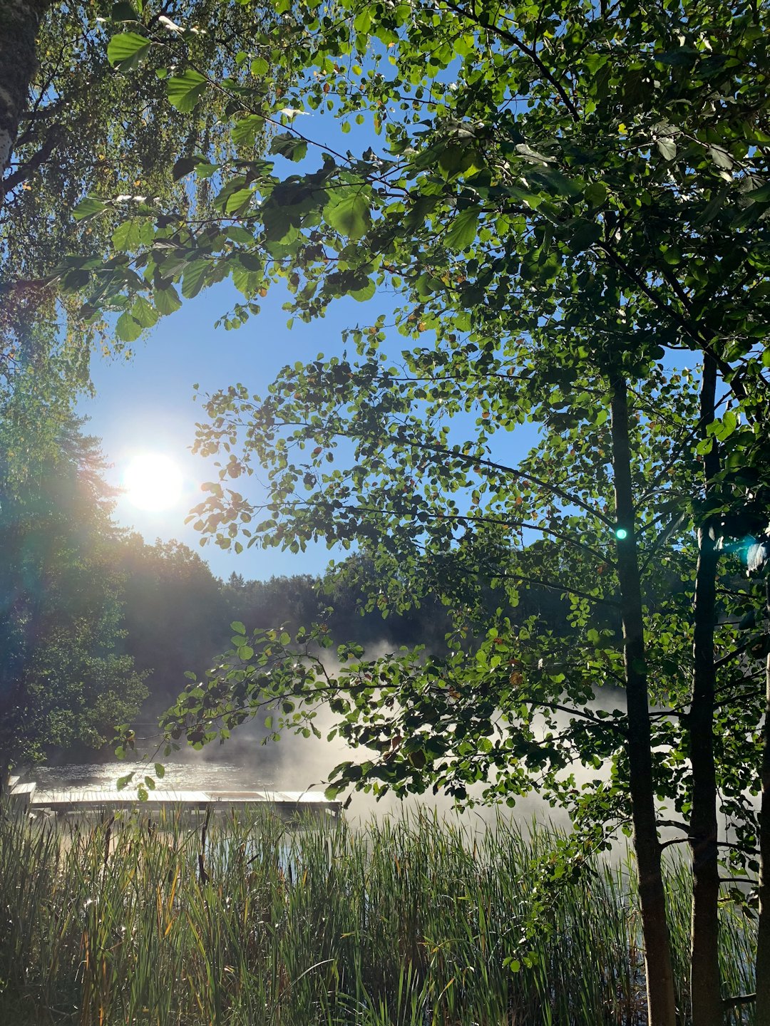 Sonnenlicht filtert durch grüne Blätter über nebligem Wasser und Schilf.